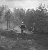 Pyromanbränderna i Kopparberg den 19 juni 1961. Brandsläckning.