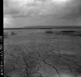 Hornborgasjön - den torrlagda sjöns botten.