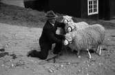 Svenska fåravelsföreningens 114:de baggauktion vid Ultuna - de tre högst betalda Västerbottensbaggarna med Albin Skoog, Granbergsträsk vid grimmorna, Uppsala 1945