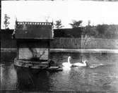 Svandamm. (Plantis?)