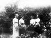 Nina Aspegren, Emmy Aspegren-Hyltén, Gretrud och Rosa Aspegren. I bakgrunden gamla bostadhuset på Tåbolet. Pionerna planterade av skollärare Selander.