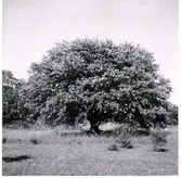 Naturminne. Oxelträd. Avsöndring från Ambjörntorp.