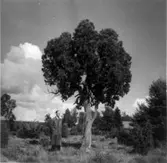 Enstaka enträd. C:a 5 meter hög. Stammen 1,1 meter hög före 1:a grenen. Omkrets 0,88 meter. Vresig. Läge: 70 m. ö. om stenmursgrenen mot Gust. Anderssons hage. 125 meter V. om Hermanssons ställe. 30 meter N. om vägen. Gust. Anderssons gård. Till de 2 fotograferade enarna finns en 3:e mitt för den östligaste och mellan denna och vägen!  20 meter N. vägen. ?