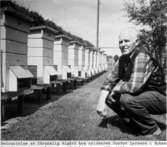 Bigård hos snickaren Gustav Larsson. 
Gustav Larsson - på bilden - har själv tillverkat samtliga bikupor.