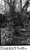Bossgården. Huskatten.