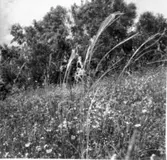 Stipa penata (Fjädergräs).