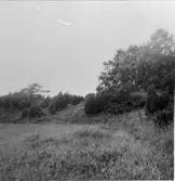 Stipa pennata (Fjädergräs).