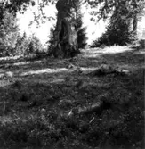 Grimstorp, Ekängen.