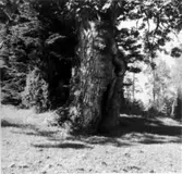 Grimstorp, Ekängen.