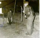 Klostergården. Präglatröskning hos lantbrukare Frits Karlsson. 18/11 1967. Tröskare: Emil Hermansson och Ture Scherman.