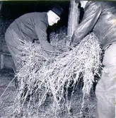 Präglatröskning hos lantbrukare Frits Karlsson (tröskare Emil Hermansson och Ture Scherman). Kärven binds med det stora bandet.