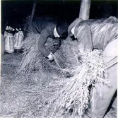 Präglatröskning hos lantbrukare Frits Karlsson. Tröskare Emil Hermansson och Ture Scherman. Halmen vippas upp.