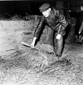 Präglatröskning hos lantbrukare Frits Karlsson. Tröskare: Emil Hermansson. Blötan vänd. Han tar till sig prägeln.