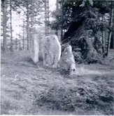 I rad resta hallar, kallade 