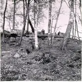 Östergårdens äng våren 1961.