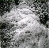 Gropavallar utmed vägen mellan Gökhem och Ullene marknadsplats.