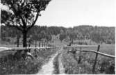 Anliden mot berget, som haft lundvegetation, börjar erövras av granen.