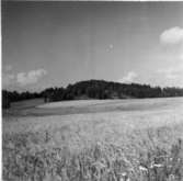 Lövberga gods. Varkullen. Foto 1954 taget från banvaktsstugan c:a 400-500 m. sydväst om Varkullen.