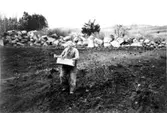 Sådd för hand på mindre nyodling i början av 1950-talet.