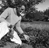 En man sitter vid en jordgubbs odling i Trånghalla, Jönköping.