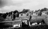 Kaninuppfödning under andra världskriget. Folke och Uno Thuresson