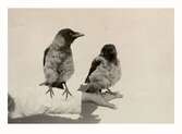 Två tama kråkor som fanns vid Apelvikens Kustsanatorium. De sitter på en utsträckt arm.