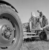 Skördereportage.
24 augusti 1955