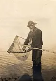 Räkfångst med håv i Lilla Beddinge, Fiskaren Jöns Hansson å nummer 21 vittjar håven 1918, 9539, foto: CN.