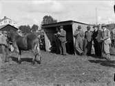 Hästpremiering, Kobacken, Kungsängstull, Uppsala augusti 1940
