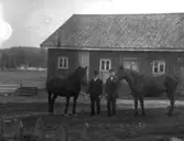 Hästar. Två män med varsin häst fotograferade utanför en ladugård.