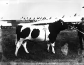 Lantbruksmötet 1910. Tjur, Ivar Wijk, Järpås.