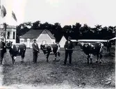 Lantbruksmötet 1910. Nötboskap - grupp. M. Molin, Emtunga.