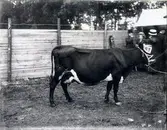 Lantbruksmötet 1910. Ko. A.V. Eurenius, Grunnevad, Suntak.