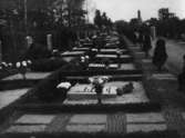 Norra kyrkogården, i bakgrunden Invalidmonumentet, 7/11-18/11- 1965.