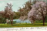 Råbäck, Kinnekulle. Råbäcks trädgård, när fruktträden blommar (färglagd bild).