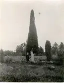 Större enträd. Högeryd i Fivlered.