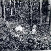 Norra Vånga sn. Bastöna. 