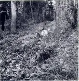 Norra Vånga sn.Bastöna, Ola öj. Femstenarör med en avslagen kronohall i förgrunden. Gränsmärke för Grytens kronoallmänning