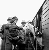 Cirkus i stan.
Bildsidan.
21 maj 1955