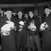 En grupp män visar upp kaniner på en kaninutställning den 4 februari.