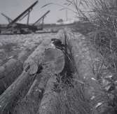 En ladusvala på den västra sidan av livbåtshuset i Kårehamn.