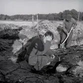 Ulf Erik Hagberg gör en arkeologisk undersökning i Skedemosse 1964.

Kring Kristi födelse, mellan 300 f. kr. och 1000 e. kr var Skedemosse en av södra Sveriges viktigaste offerplatser. Här offrades stora mängder djur, vapen, guld och även människor - allt för att blidka eller tacka gudarna.

Det i särklass mest berömda fyndet från Skedemosse är guldringarna. Det så kallade Skedemosseguldet består av sju halsringar av rent guld med en total vikt på 1,3 kg - en ofattbar rikedom på den tiden. Guldringarna finns bevarade i Statens Historiska museum i Stockholm.