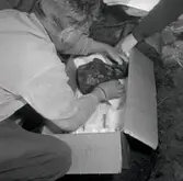 Fynd från Klinta 1957.