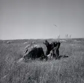 Arne Persson i Kårehamn, vårdkasen drages upp.

En vårdkase (i östra Sverige och i Finland böte) är en signaleld. Den ingick i ett enkelt optiskt signalsystem och bestod av träspiror som ved som placerades på en väl synlig höjd med sikthåll till nästa vårdkase, så att de brinnande kasarna på så sätt bildade en kedja av signaleldar.
Källa Wikipedia.