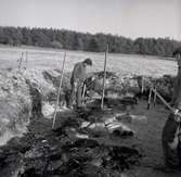 Antikvarie Ulf Erik Hagberg vid en arkeologisk undersökning i Störlinge 11/4 1964.