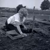 Margareta Beskow gör en arkeologisk undersökning i Skedemosse, 20 juli 1962.
