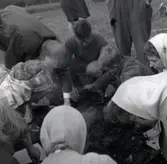 Utgrävning vid Skedemosse med Ulf Erik Hagberg och kung Gustaf VI Adolf.