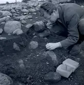 En arkeologisk utgrävning vid Törnbotten 14/10 1960.