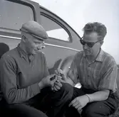 Från utgrävning i Ormöga 23/9 1963.

Man hittade mycket djurbensmaterial i Ormöga och har kunnat konstatera att nötboskap har varit Ormögas viktigaste köttproducent. Jakt och fiske utgorde ett betydelsefullt inslag i befolkningens dagliga livsföring. Grönlandssäl har för första gången påträffats i förhistoriskt benmaterial från Öland.