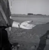 Från utgrävning i Ormöga 23/9 1963.

Utöver detta fyndet hittade man mycket djurbensmaterial i Ormöga och har kunnat konstatera att nötboskap har varit Ormögas viktigaste köttproducent. Jakt och fiske utgorde ett betydelsefullt inslag i befolkningens dagliga livsföring. Grönlandssäl har för första gången påträffats i förhistoriskt benmaterial från Öland.